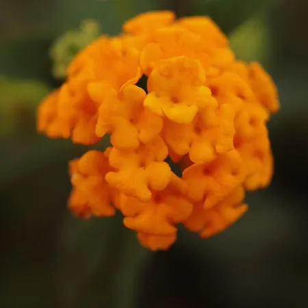 Verdesca