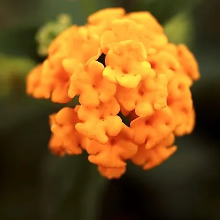 Verdesca